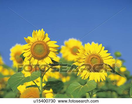 Stock Image - Sunflowers. Fotosearch