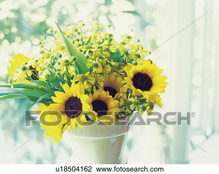 Sunflowers View Large Photo Image Stock Image - Sunflowers. Fotosearch