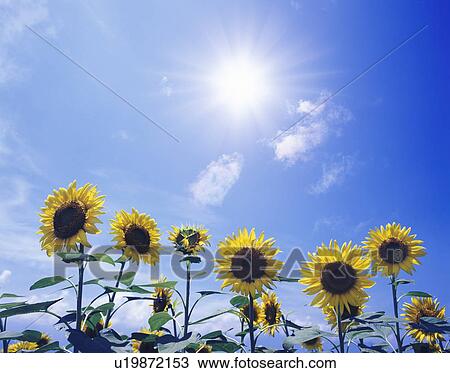 Stock Image - Sunflowers. Fotosearch