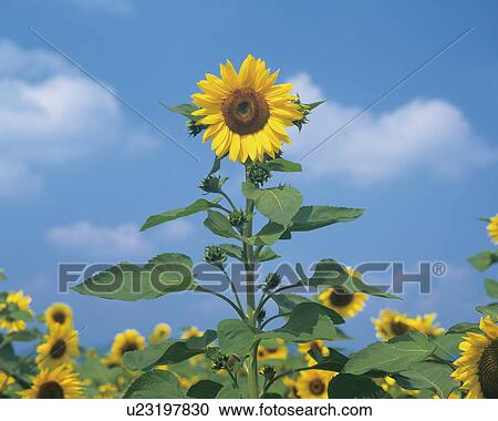 Sunflowers View Large Photo Image Stock Image - Sunflowers. Fotosearch