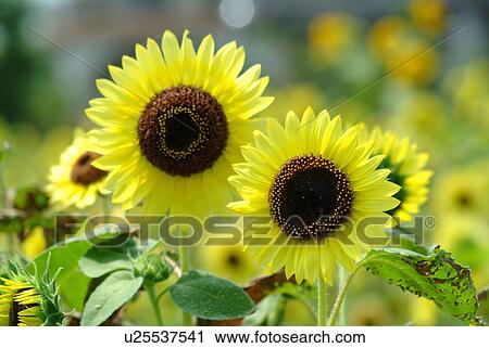 Sunflowers View Large Photo Image Stock Image - Sunflowers. Fotosearch