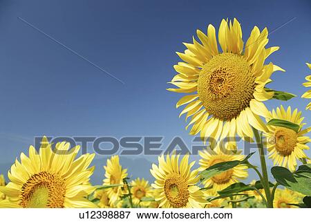 Stock Photo - Sunflowers. Fotosearch