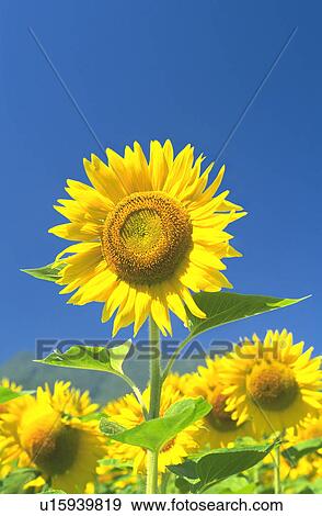 Stock Photo - Sunflowers. Fotosearch