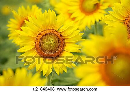 Stock Photo - Sunflowers. Fotosearch