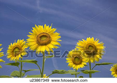 Stock Photo - Sunflowers. Fotosearch