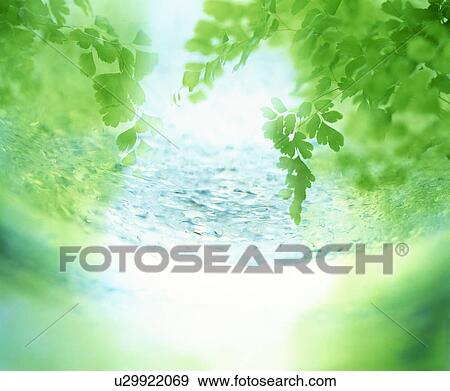 Sunlight illuminated leaves and water covered surface View Large Photo Image Stock Photo - Sunlight illuminated leaves and water covered surface. Fotosearch