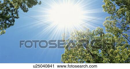 Sunlight shining above trees View Large Photo Image Stock Image - Sunlight shining above trees. Fotosearch