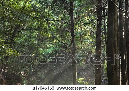 Sunlight Shining into a Forest. Otsu, Shiga Prefecture, Japan View Large Photo Image Stock Image - Sunlight Shining into a Forest. Otsu, Shiga Prefecture, Japan. Fotosearch