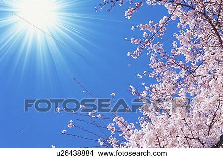 Sunlight shining on cherry tree View Large Photo Image Picture - Sunlight shining on cherry tree. Fotosearch