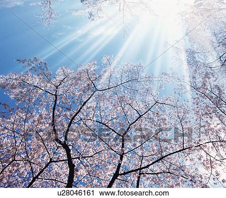 Stock Image - Sunlight shining on cherry tree. Fotosearch