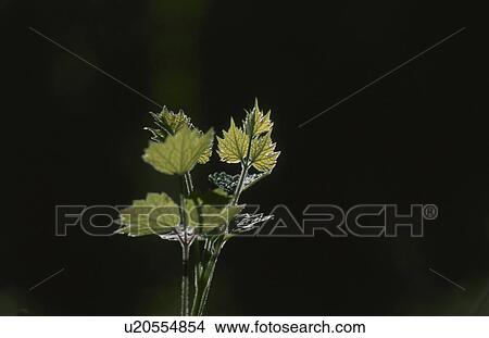 Sunlight shining on leafy plant View Large Photo Image Picture - Sunlight shining on leafy plant. Fotosearch