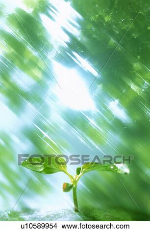 Picture - Sunlight shining on seedling. Fotosearch