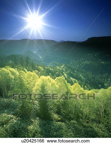 Stock Photograph - Sunlight shining over a forest. Fotosearch