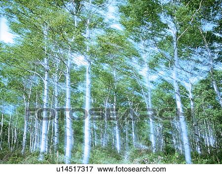 Sunlight shining through a forest View Large Photo Image Stock Photo - Sunlight shining through a forest. Fotosearch