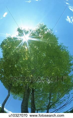 Sunlight shining through a tree View Large Photo Image Stock Image - Sunlight shining through a tree. Fotosearch