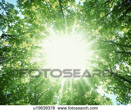 Sunlight shining through branches of trees View Large Photo Image Stock Photo - Sunlight shining through branches of trees. Fotosearch