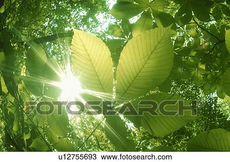 Sunlight shining through leafy branches View Large Photo Image Stock Image - Sunlight shining through leafy branches. Fotosearch