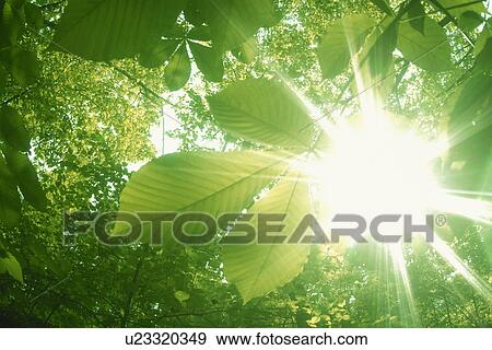 Stock Photo - Sunlight shining through leafy green branches. Fotosearch