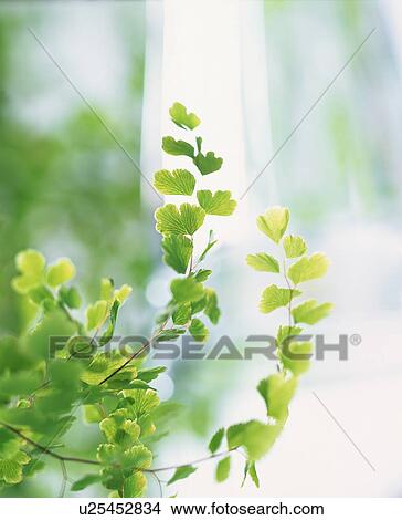 Sunlight shining through leaves View Large Photo Image Picture - Sunlight shining through leaves. Fotosearch