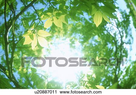 Sunlight shining through leaves View Large Photo Image Stock Image - Sunlight shining through leaves. Fotosearch