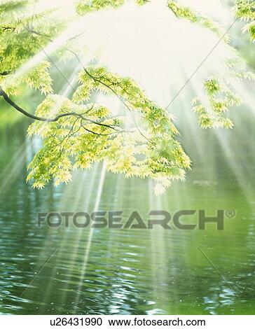 Sunlight shining through leaves View Large Photo Image Stock Image - Sunlight shining through leaves. Fotosearch