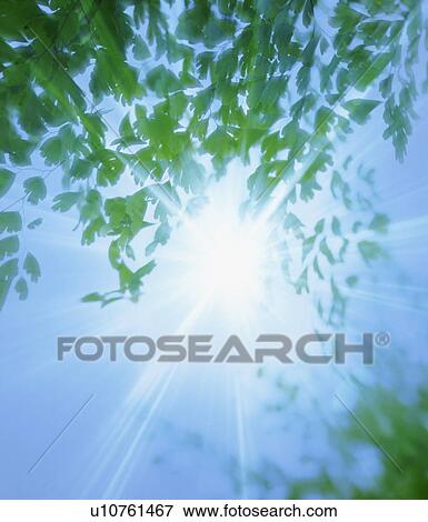 Stock Photo - Sunlight shining through leaves. Fotosearch