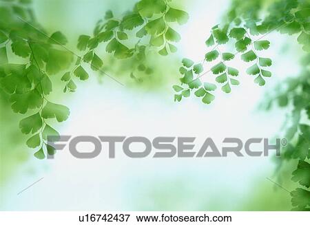 Stock Photo - Sunlight shining through leaves. Fotosearch
