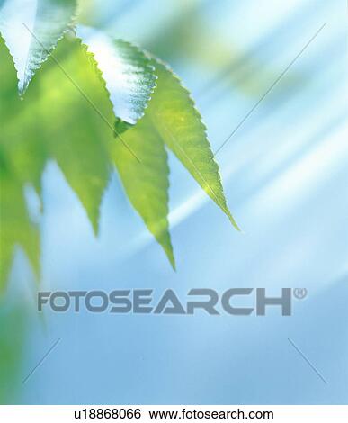 Stock Photograph - Sunlight shining through leaves. Fotosearch
