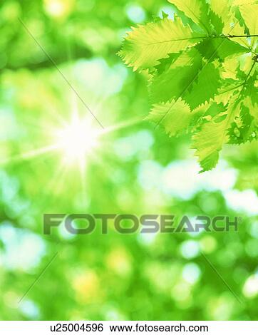 Sunlight shining through leaves View Large Photo Image Stock Photograph - Sunlight shining through leaves. Fotosearch