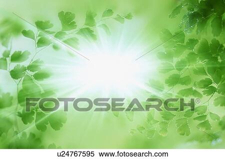 Sunlight shining through leaves View Large Photo Image Stock Photography - Sunlight shining through leaves. Fotosearch