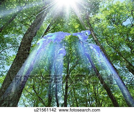 Sunlight shining through tree branches to illuminate map of the world View Large Photo Image Stock Image - Sunlight shining through tree branches to illuminate map of the world. Fotosearch