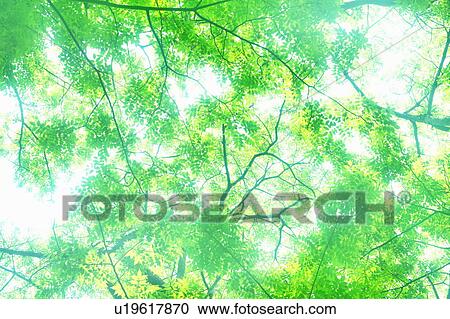 Sunlight shining through tree canopy View Large Photo Image Stock Image - Sunlight shining through tree canopy. Fotosearch
