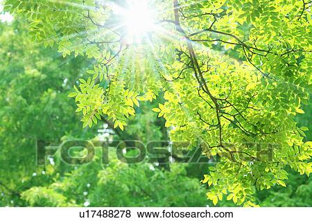 Sunlight shining through tree canopy View Large Photo Image Stock Photo - Sunlight shining through tree canopy. Fotosearch