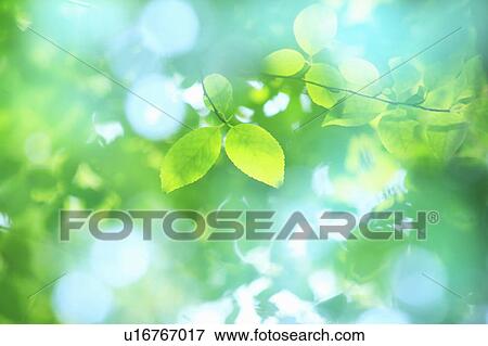 Stock Photo - Sunlight shining through trees onto green leaves. Fotosearch