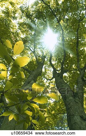 Picture - Sunlight shining through trees. Fotosearch