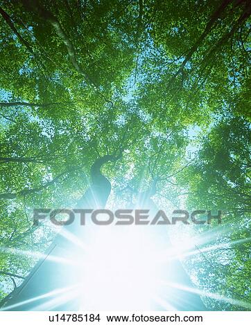 Sunlight shining through trees View Large Photo Image Picture - Sunlight shining through trees. Fotosearch