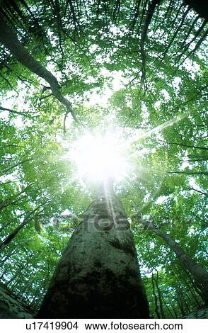 Picture - Sunlight shining through trees. Fotosearch