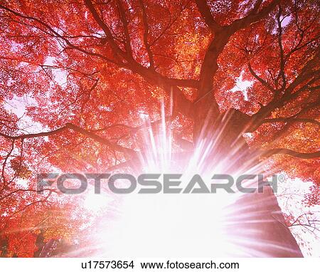 Sunlight shining through trees View Large Photo Image Picture - Sunlight shining through trees. Fotosearch
