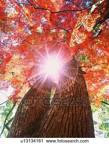 Stock Image - Sunlight shining through trees. Fotosearch