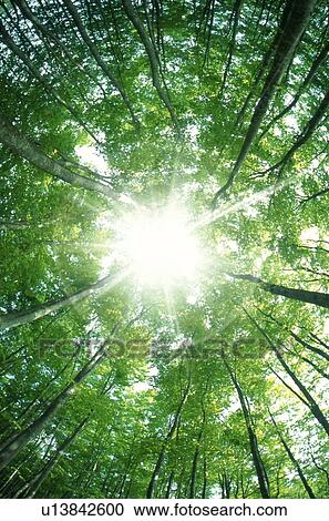 Sunlight shining through trees View Large Photo Image Stock Image - Sunlight shining through trees. Fotosearch