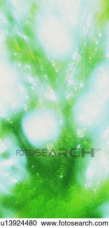 Sunlight shining through trees View Large Photo Image Stock Image - Sunlight shining through trees. Fotosearch