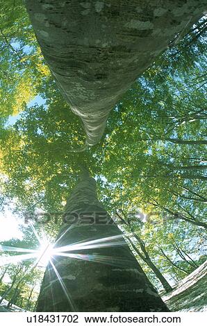 Sunlight shining through trees View Large Photo Image Stock Image - Sunlight shining through trees. Fotosearch