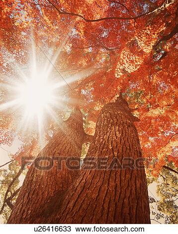 Sunlight shining through trees View Large Photo Image Stock Image - Sunlight shining through trees. Fotosearch