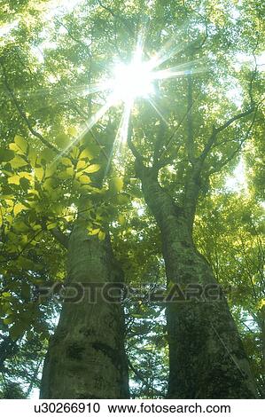 Stock Image - Sunlight shining through trees. Fotosearch