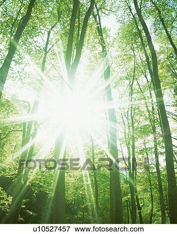 Stock Photo - Sunlight shining through trees. Fotosearch