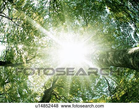 Stock Photo - Sunlight shining through trees. Fotosearch