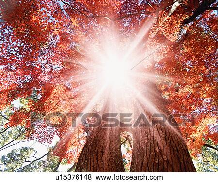 Stock Photo - Sunlight shining through trees. Fotosearch