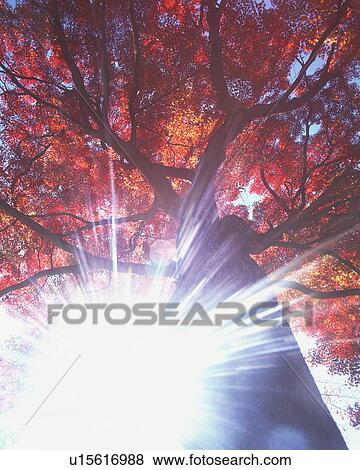 Stock Photo - Sunlight shining through trees. Fotosearch
