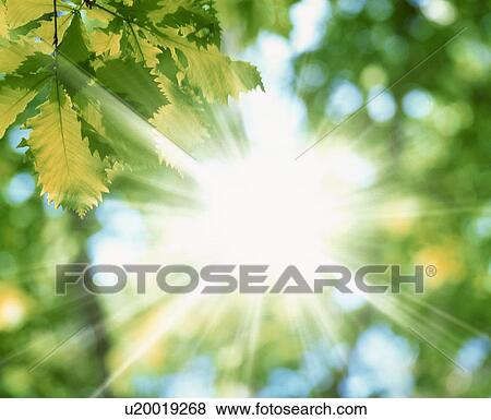 Stock Photo - Sunlight shining through trees. Fotosearch
