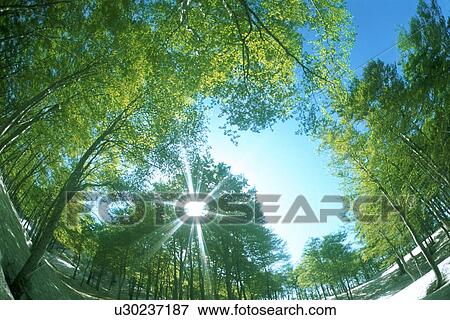 Stock Photo - Sunlight shining through trees. Fotosearch